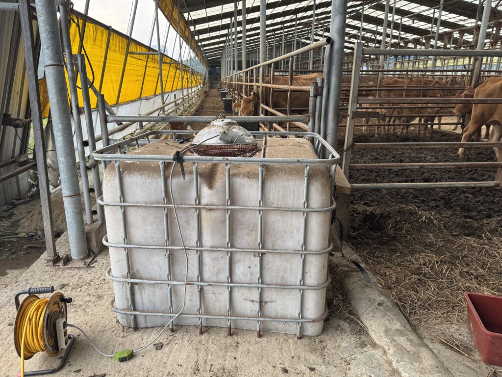 송아지방안에 보온등을 켜줌