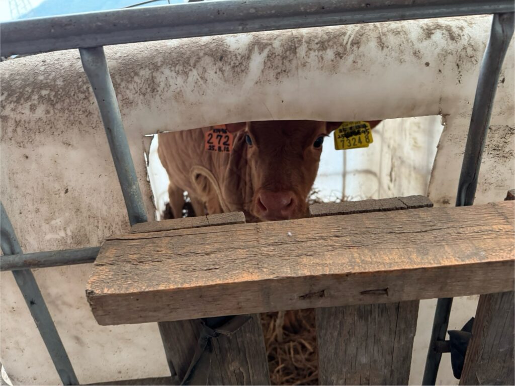 송아지방에 갖혀있는 송아지