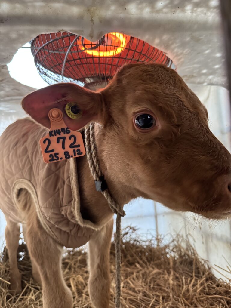 엄마가 보고싶은 송아지 눈이 초롱초롱