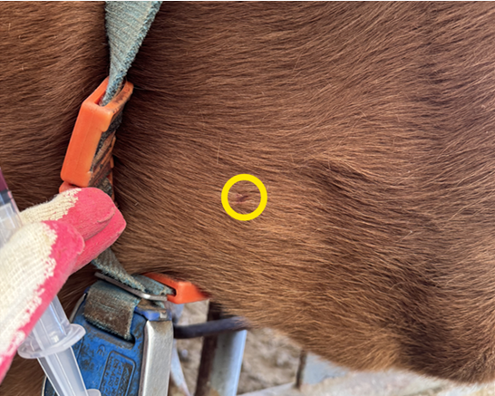 소 경정맥 목부분 동그라미 사진