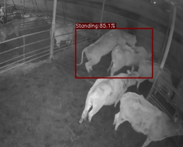 우리농장 플러스 발정감지 알림 사진