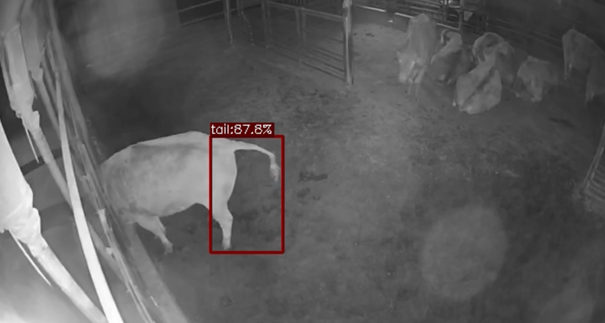 꼬리를 들고 똥을 싸고있는 소의 사진