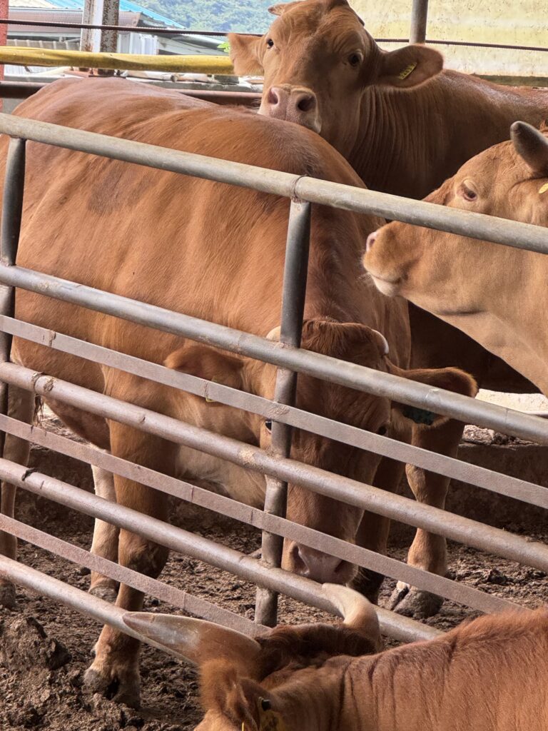 비육이 완료된 한우(왼쪽 사진)