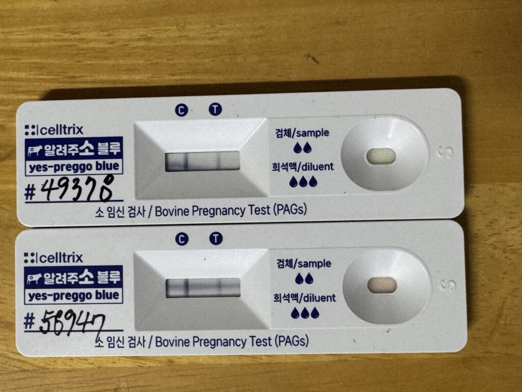 임신감정 성공 사진 두줄 나옴