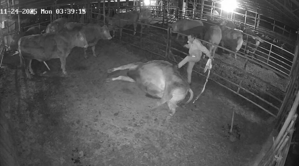 뒤집어진 소 일으키기