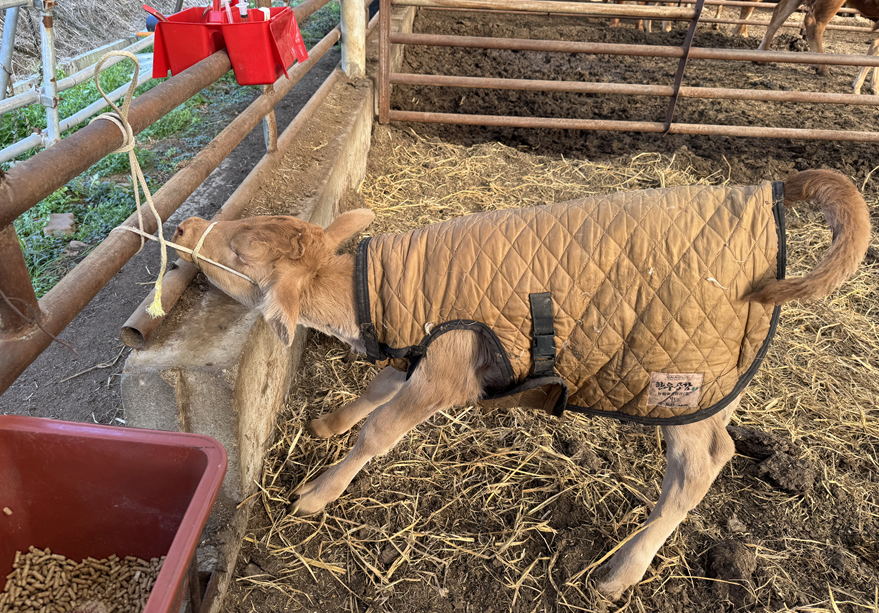 움직이지 못하는 송아지