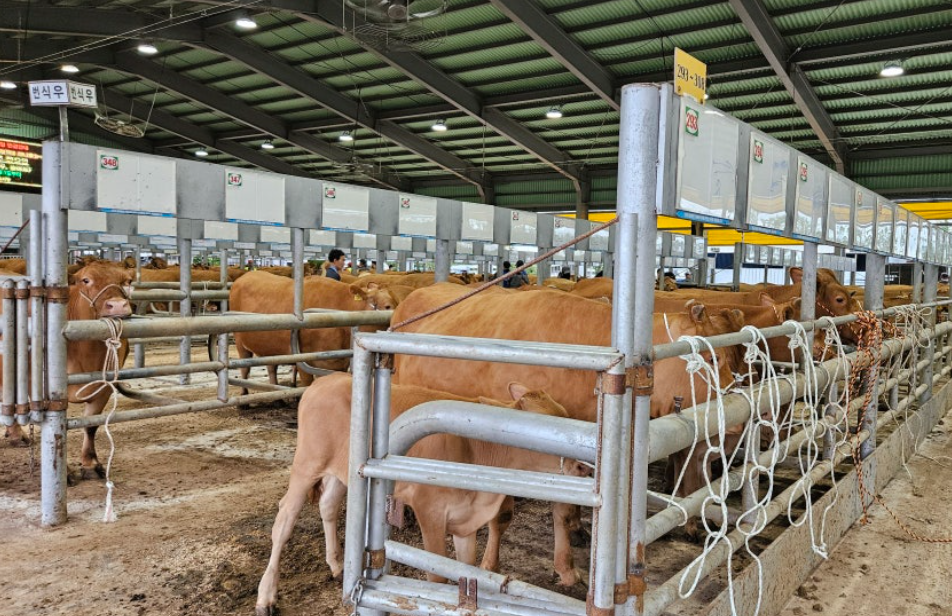 우시장경매 한우 우시장 전자경매