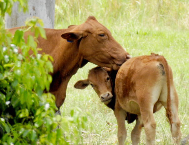 한우 주간분만 꿀팁