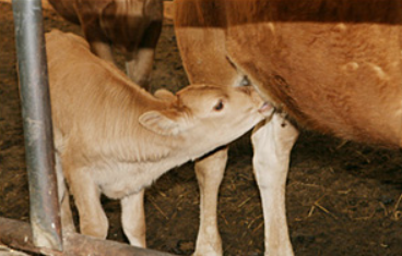 어미 젖을 먹고 있는 송아지