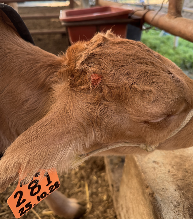 제각연고를 바르고 눈감고 있는 송아지