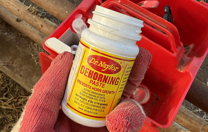 송아지 제각연고-뿔 생장점 제거