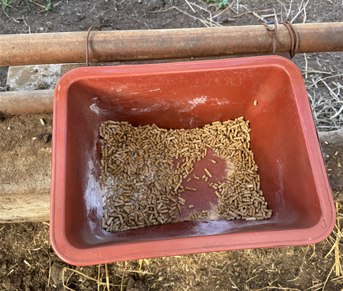 송아지 입붙이기 사료