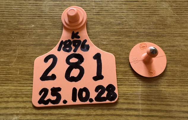 한우농장 송아지에게 달아주는 자가이표