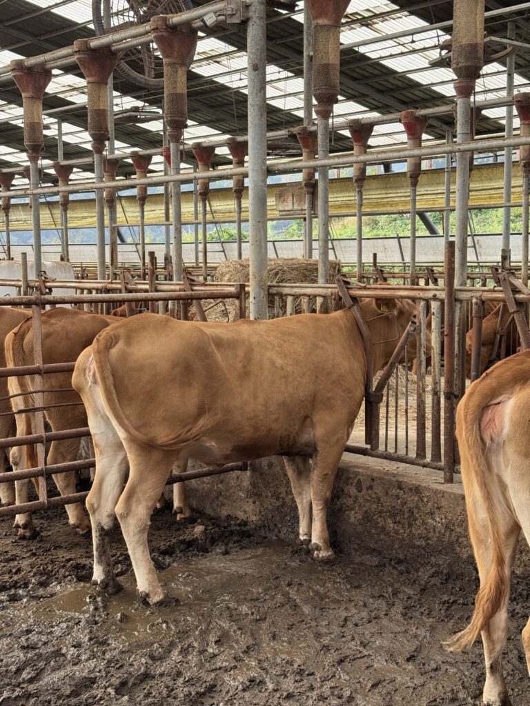 번식우 돋아먹이기 하는 방법