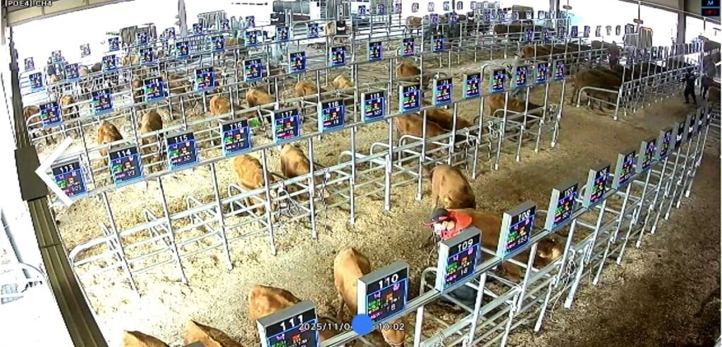 우시장 전자경매 시스템 한우 가축시장 요즘 모습