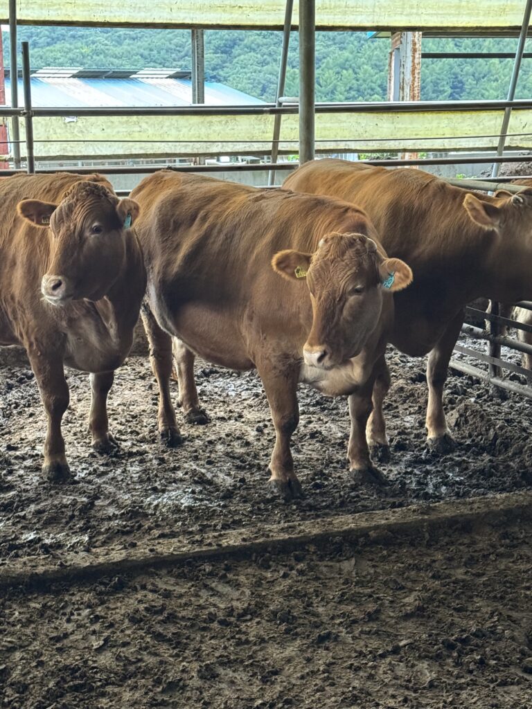 한우 비육우 거세우