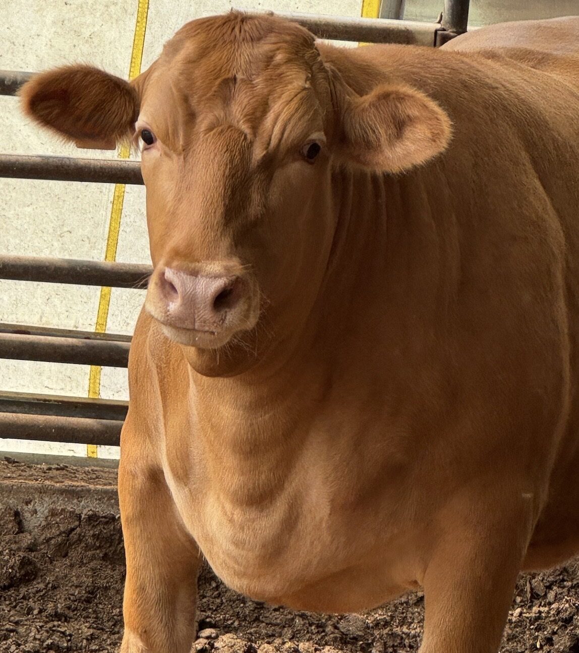 한우 갤러리(HANWOO GALLARY)